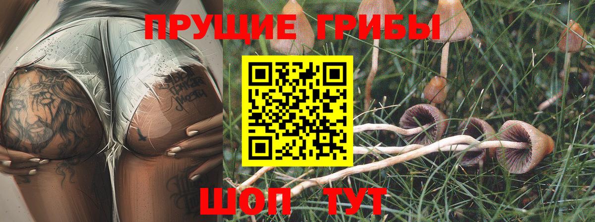 Галлюциногенные грибы Psilocybine cubensis Сыктывкар
